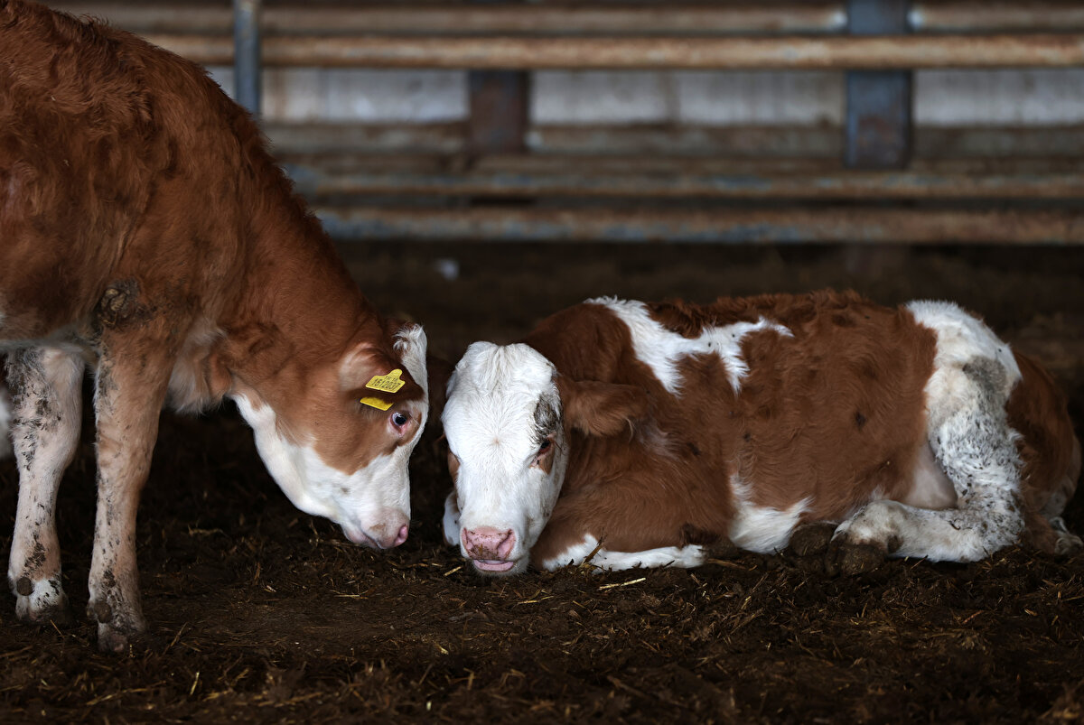 Mardin'den 1999'da ailesiyle Bursa'ya göç eden Sol, 2015'te kendi çiftliğini kurmaya karar vererek, yurt dışından inek getirtti. Zamanla çiftliği büyüten Sol'un, 30 dönüm üzerine kurulu işletmesinde bugün 850 hayvan bulunuyor.<br>