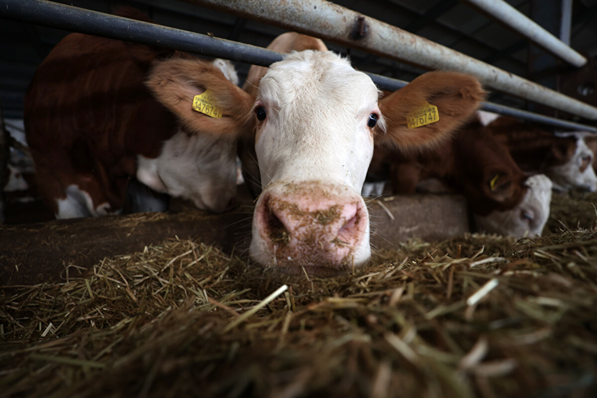 Bu bölgede bizim süt kadar iyi olduğuna ve kaliteli olduğuna inandığımız bir süt yok. Biz bu ülkede yaşıyoruz ve başka bir hevesimiz, hayalimiz de yok.<br>