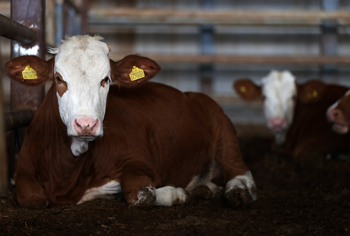 Amcaoğullarımız, kardeşlerimiz, hep birlikte çalışıyoruz. Tesiste yaklaşık 30 personel çalışıyor, 850 hayvanımız var, bunlardan 350'si aktif olarak sağılan hayvanlar ve bunlardan günlük yaklaşık 11 bin 400 litre süt alıyoruz. Bu sütleri perakendeye pazarlıyoruz, Bursa ve İstanbul olmak üzere iki ilimize gönderiyoruz."<br>