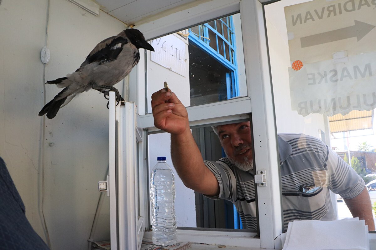 Birecik ilçesi Meydan Mahallesi'nde umumi tuvalet işleten İsmail Atmaca, yaklaşık 5 ay önce ağaçtan düşen yavru karga gördü. İsmail Atmaca, yuvasını bulamadığı yaralı kargayı tedavi ettirerek işlettiği tuvaletlerin önündeki kulübede beslemeye başladı.<br>