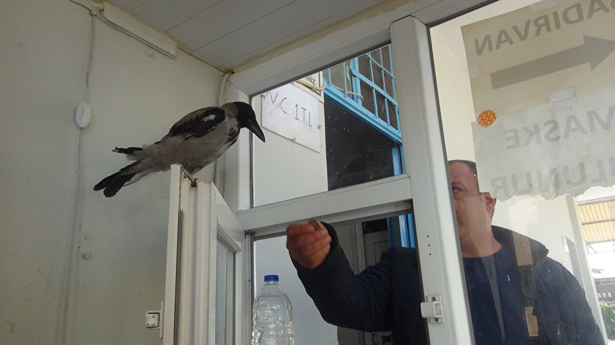 Sağ olsun benim yokluğumu hissettirmiyor, müşteriden ücretleri tek tek topluyor. İnsanların tuhafına gidiyor, dikkat çekiyor. Kargayı gören herkes fotoğraf çekmek istiyor. Para verip çocuklarıyla fotoğraf çektirenler var. Bu da benim hoşuma gidiyor, mutlu oluyorum. Ona Garip ismini koydum" dedi.<br>