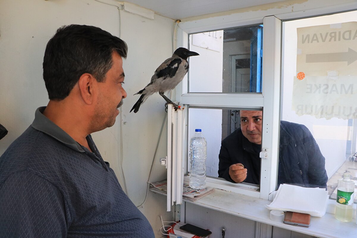 Tuvaleti kullanan müşterilerin uzattığı madeni paraları ağzıyla alan Garip, bir süre sonra, İsmail Atmaca yanında yokken de gelen bütün müşterilerden para almaya başladı. Karga, bazı kişiler çıkışta ödeme yapmayınca ses çıkarıyor.<br>