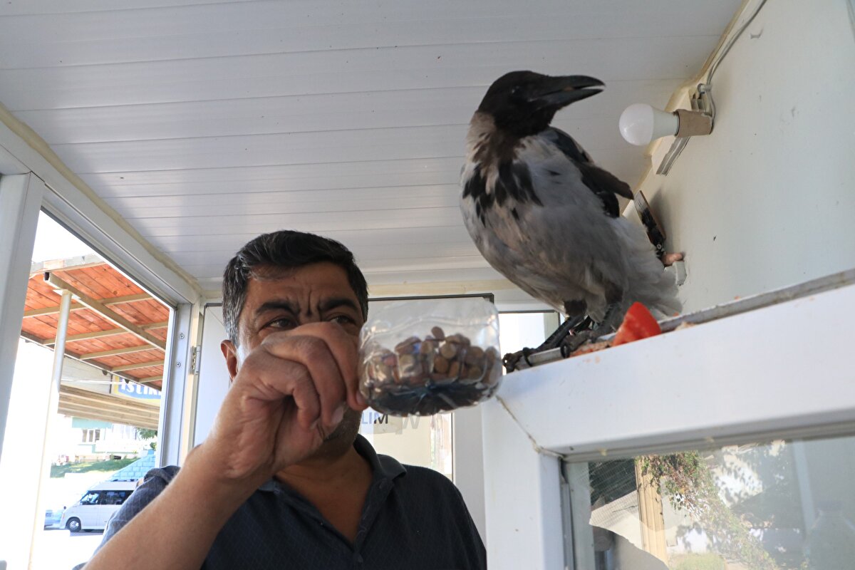 İsmail Atmaca, gündüzleri iş yerine getirdiği, akşamları ise evine götürdüğü 'Garip' ismini verdiği karganın yaptıklarını taklit ettiğini fark etti.<br>
