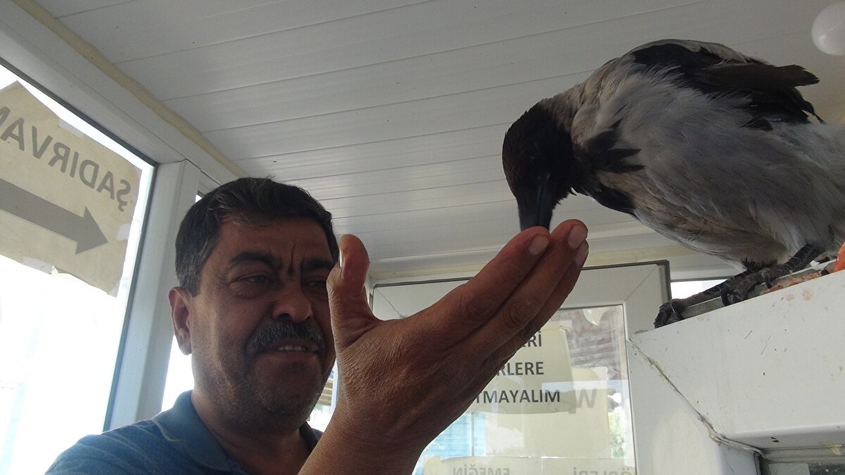 Mesela acıktığı vakit tepki veriyor, yemeğini veriyorum susuyor. Suyunu şırıngayla veriyorum. Daha yeni yeni yemeğini yemeye başladı. Şu anda gördüğünüz gibi kulübeden çıkmıyor. Sabahtan akşama kadar kendisine bakıp, vitaminli yiyecekler veriyorum. Ben olsam da olmasam da müşterilerden para alıyor. Bir karga nasıl para alır diye bir sürpriz oluyor.<br>