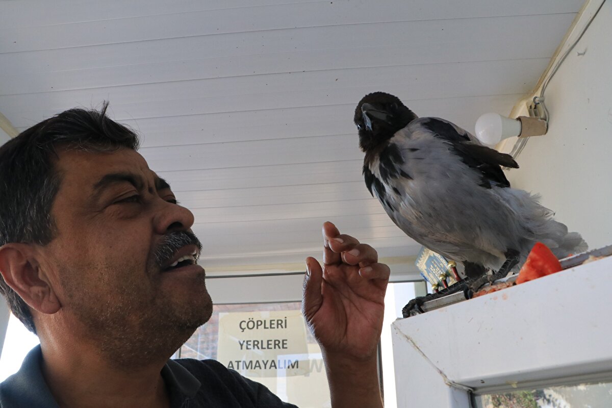 İş yerinde oturduğu sırada yavru karganın ağaçtan düştüğünü söyleyen İsmail Atmaca, "Ben hayvanseverim. Daha önce de burada kedi besliyordum. Yaklaşık 5 ay önce ağacın altına bir karga düştü.<br>