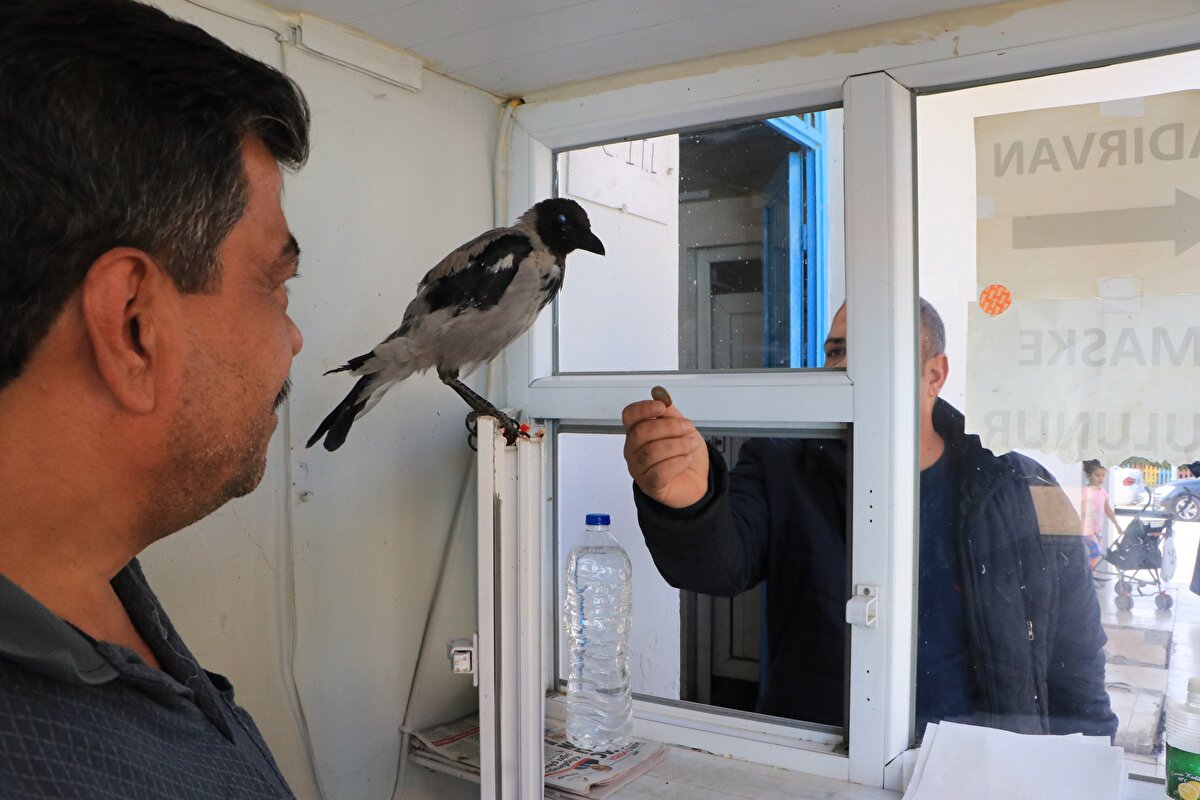 İsmail Atmaca, besleyip baktığı karganın zamanla müşteriden para alıp vermeye başladığını belirterek, "Bakım sırasında kendini toparlayan kargayla aramızda duygusal bir bağ oluştu.<br>