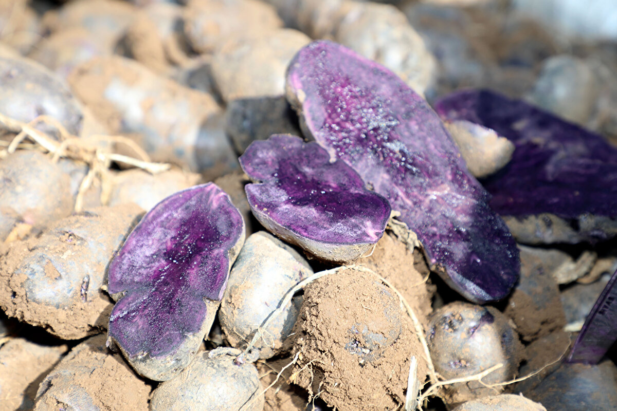 Çiftçilerle birlikte tarlada patates söken Ayhan, burada yaptığı konuşmada, Türkiye'de kullanılan tüm mor patates tohumlarının Sivas'tan temin edildiğini söyledi.<br><br>