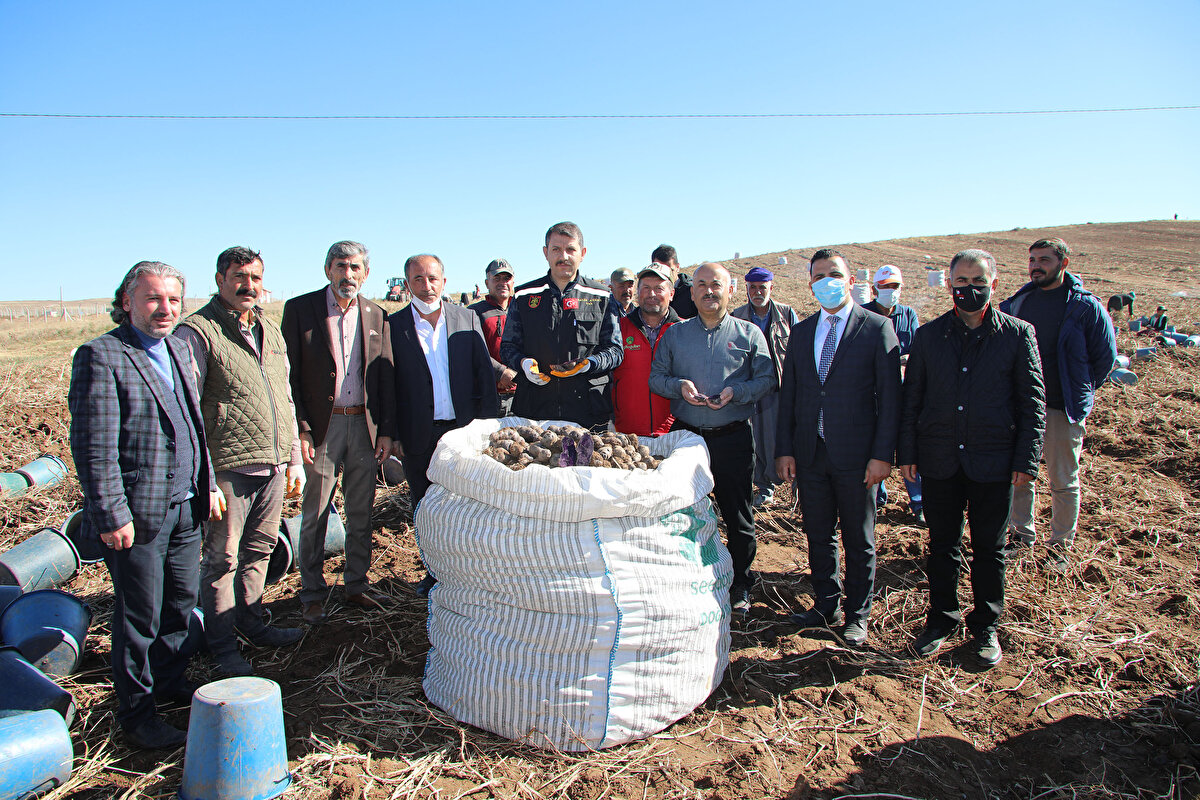 Ayhan, şunları kaydetti:<br><br>"30 dekarda yaklaşık 70 tonun üzerinde mor patates ekiminde Türkiye'nin tohumluğunu karşılamış oluyoruz. Firmamızı tebrik ediyorum. Mor patates son 3 yıldır Sivas'ımızın topraklarıyla buluştu ve dikkat çekici bir ürün olarak da kayıtlara geçmiş oldu. Ürün çeşidi anlamında ve katma değeri yüksek ürün üretiminde örnek endüstriyel bir bitki."