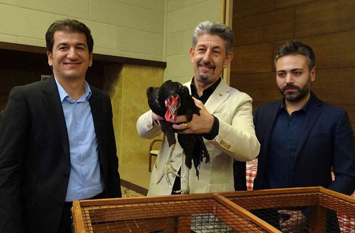 Sinop TSO bünyesindeki Genç Girişimciler Kurulu üyelerinden oluşan 10 girişimci ortaklığında kurulan Hacıkadı Üretim Anonim Şirketi tarafından başlatılan projenin ardından Hacıkadı tavuğunun sayısının 10'dan bin 500'e ulaştığını kaydeden Çınar, "Yerel ırkı korumak için 2 yıldır çalışıyoruz" ifadelerini kullandı.<br><br>