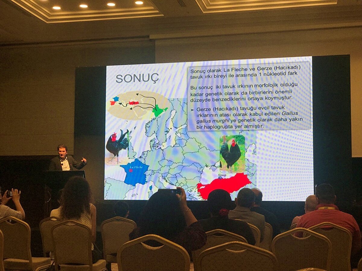 Tarihi kaynaklara bakıldığında da Gerze tavuğunun adı birçok yerde geçiyor. 1931 yılında Salih Zeki tarafından eski Türkçe ile yazılan kitapta Gerze tavuğu ile ilgili olarak "Yakışıklı ve nefis etli" şeklinde bir tabir karşımıza çıkıyor. Kitapta aynı zamanda Fransa'nın kendi özgü olarak kabul ettiği "La Fleche" adındaki tür ile arasındaki benzerlikten de bahsediliyor.<br><br>