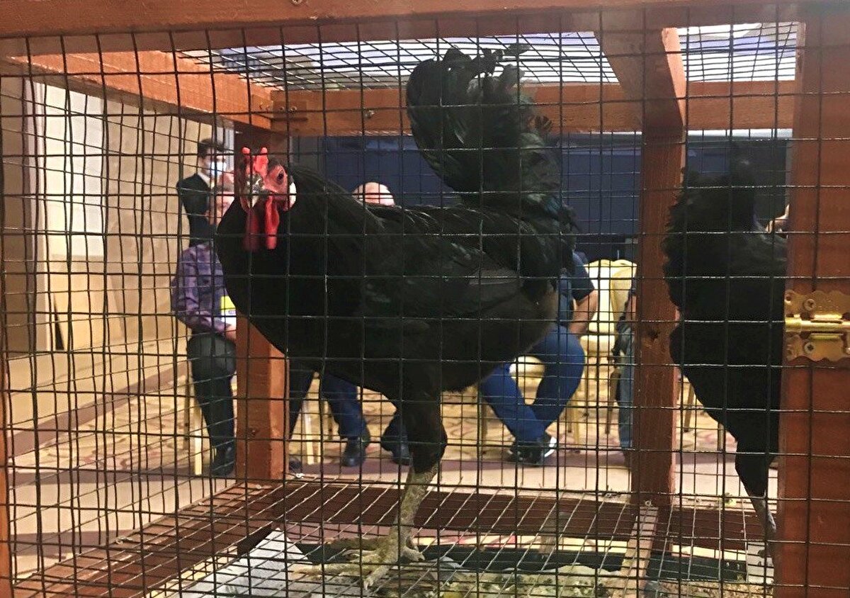 Sinop Genç Girişimciler Kurulu ve Hacıkadı Üretim A.Ş. Yönetim Kurulu Başkanı Melih Çınar, Hacıkadı tavuğunun bir zamanlar Osmanlı saray mutfağının vazgeçilmezi olduğunu söylerken, "Ancak nesli neredeyse tükenen Gerze Hacıkadı tavuğu genç girişimcilerimizin başlattığı sosyal sorumluluk projesi ile korunup, markalaşıp, ticareti değeri artırılarak dünyaya açılmaya hazırlanıyor" dedi.<br><br>