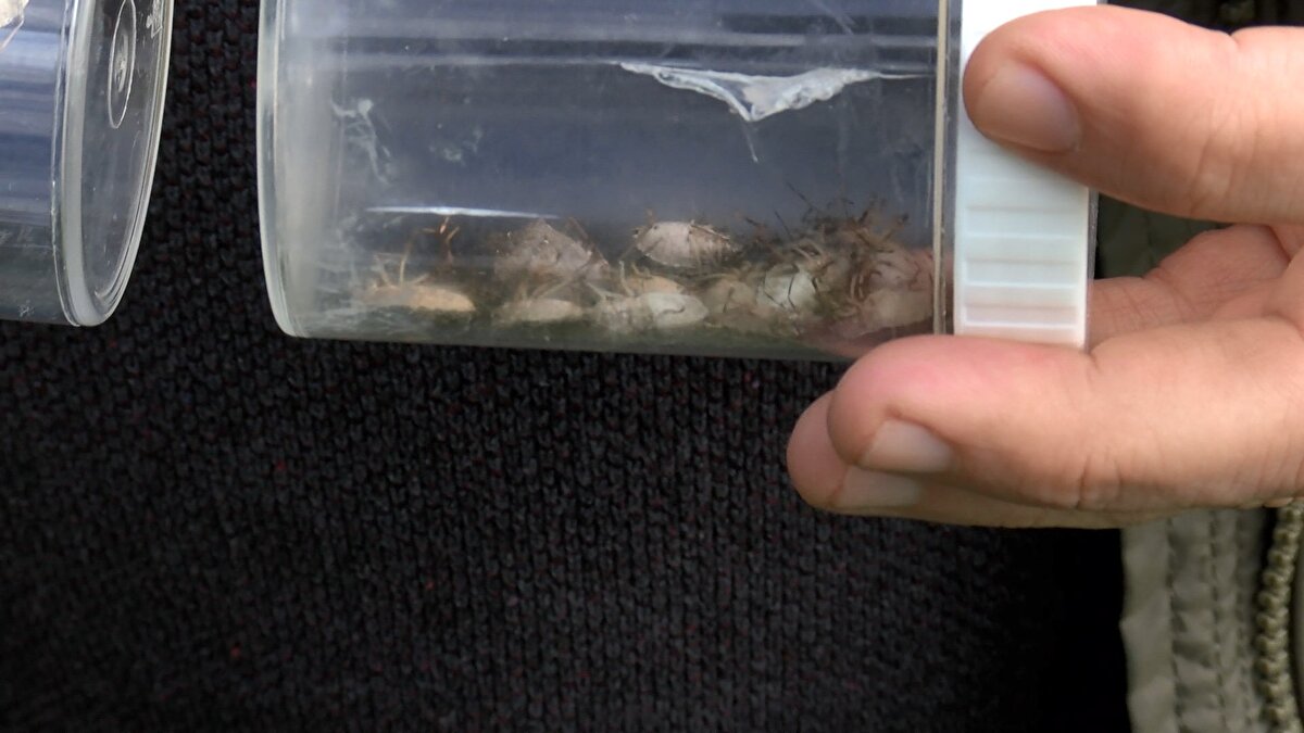 Doç. Dr. Hızal, "Özellikle Eylül sonu Ekim başı, havaların soğumaya başladığı dönemde yer arıyor. Binalardaki ısı değişimleri onları cezbediyor ve oralara gidebiliyor. Özellikle binalar daha korunaklı, evlerin içi, çatı altları, kapı arkaları, kitaplık arkaları çok ciddi saklanabileceği yerler" dedi. <br><br>