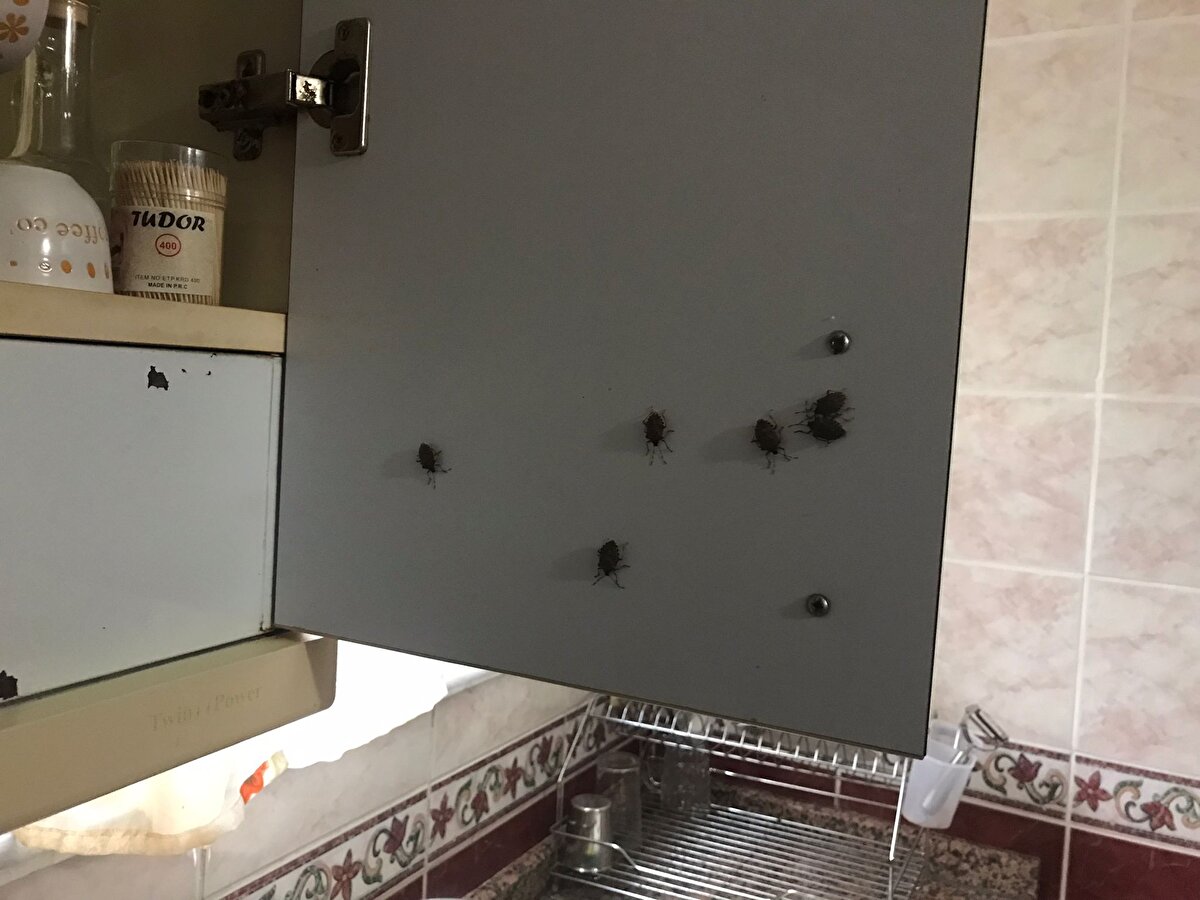 Çekmeköy'de de ormanlık alanın yakınındaki binalarda oturan Zeynep İskender ise geçen sene de benzer bir durum yaşadıklarını dile getirdi.<br><br>