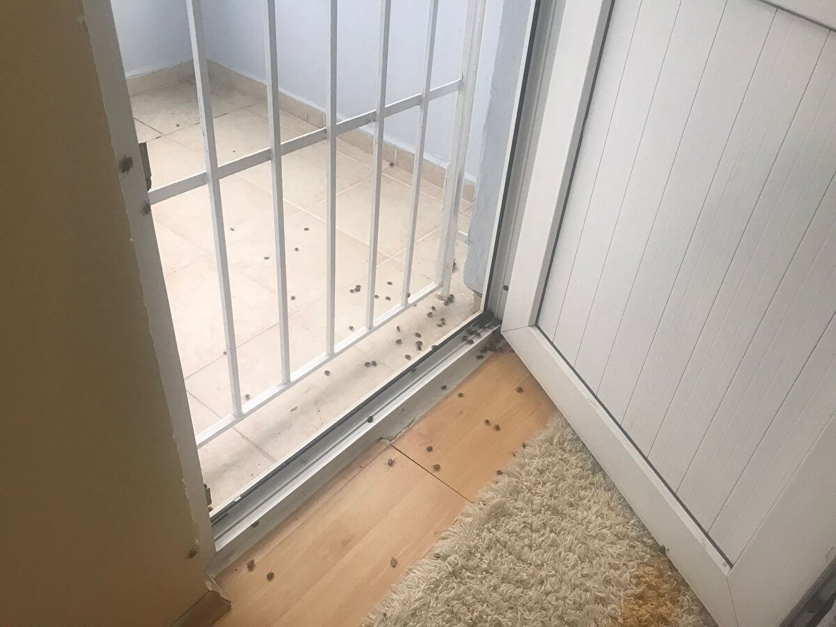 Sarıyer'de camları açmaya çekindiklerini söyleyen Nazar Yıldız, "Yaklaşık iki senedir ne zaman camları açsak doluşuyorlar. Çok fazla var, öldürdüğümüz veya dokunduğumuz zaman çok pis kokuyor" dedi.<br><br>Yıldız, sivrisinekler için yapılan ilaçlamaların etkili olmadığnıı söyledi.