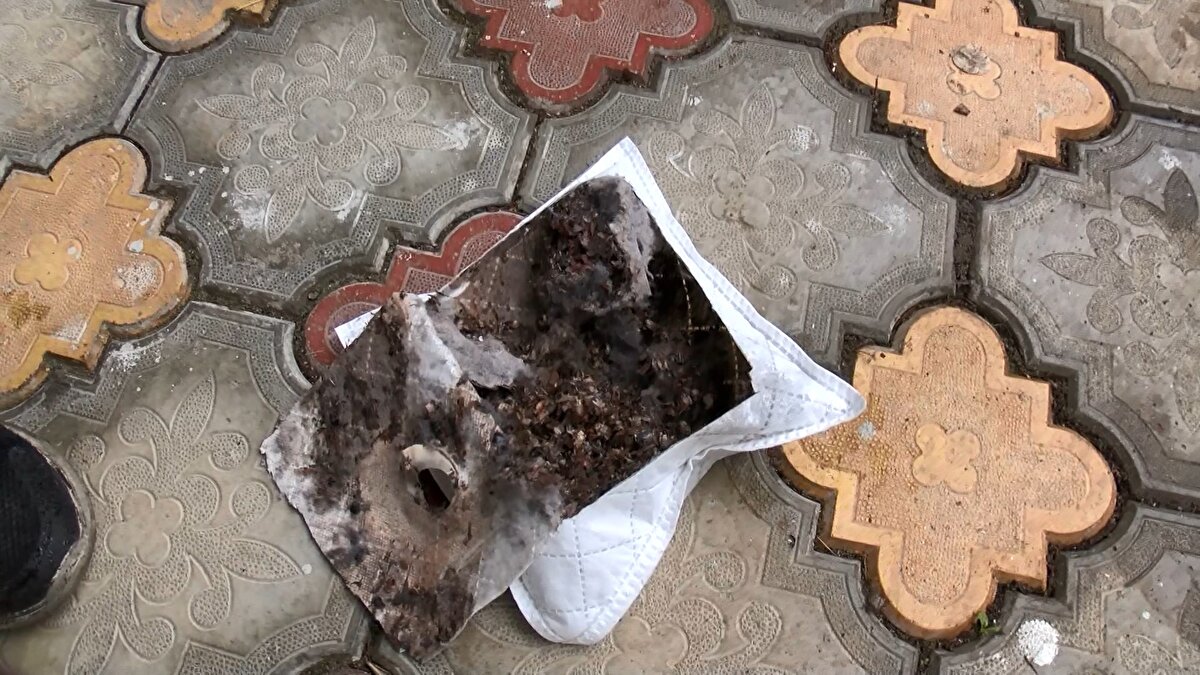 Böceklerin Türkiye'ye Artvin ve İstanbul olmak üzere iki noktadan girdiğini söyleyen Hızal, şu bilgileri verdi:<br><br>"Üç yüzden fazla bitki türü ile beslendiği tespit edilmiş. Bu türün en önemli özelliği, sokucu, emici ağız yapısına sahip olması. Böylelikle besleneceği bitkinin içerisine bu ağız yapısı ile giriyor, salgıladığı enzimlerle bu bitkinin protein, yağ ve liflerini emerek bitkiye zarar veriyor. Özellikle tohumlarda ciddi kayıplara sebep olabiliyor."