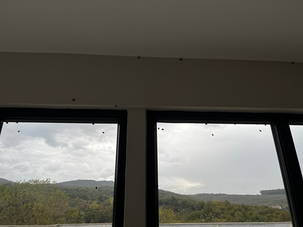 İnsanlar için de rahatsızlık verici bir tür olduğunu söyleyen Hızal, "Oldukça büyük bir tür, uçarken çıkardığı ses, ayrıca dokunulduğunda ve ezildiğinde kötü bir koku yayması insanlar için hoş karşılanmıyor. Özellikle evin içerisinde dolaşması rahatsızlık veriyor" diye konuştu.<br><br>