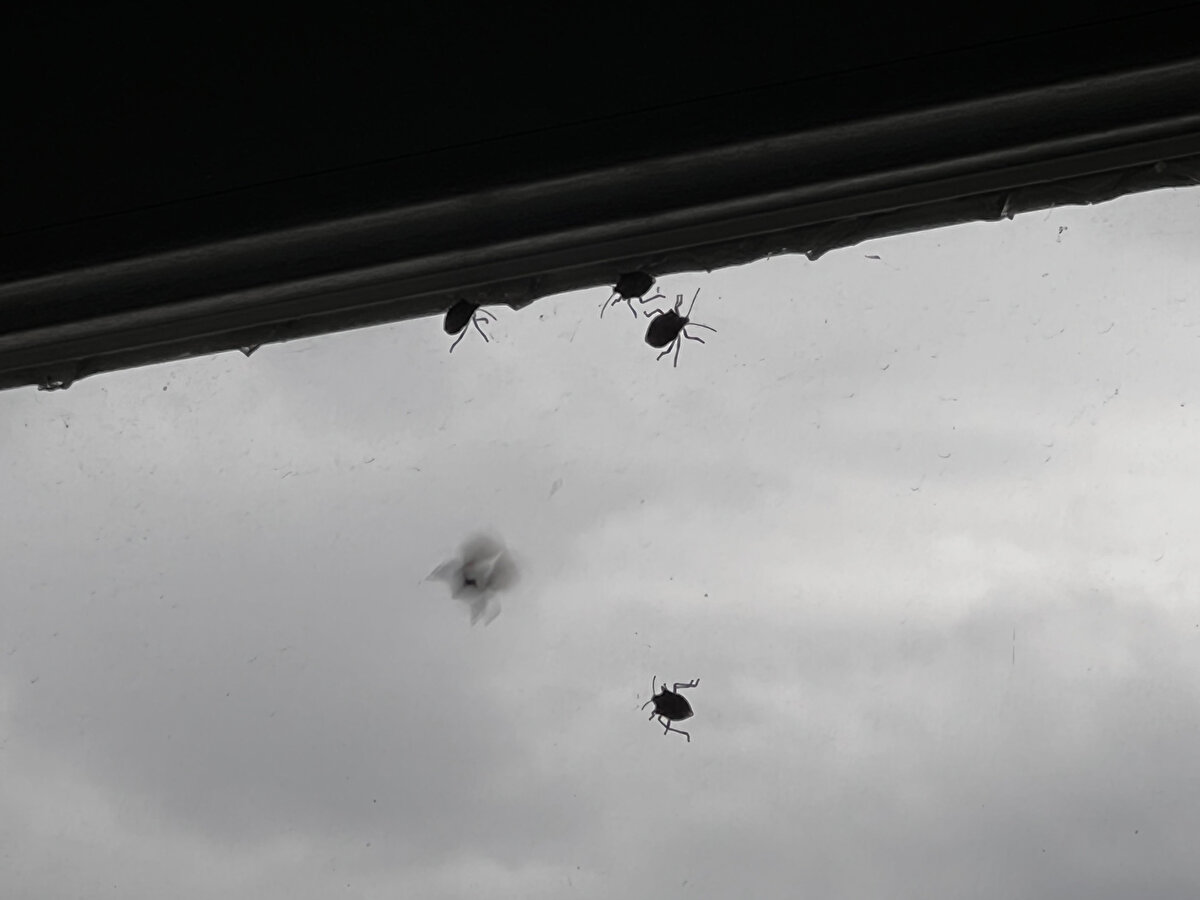 Böcekle biyolojik mücadele için çalışmaların başlandığını kaydeden Hızal, "Bunun birkaç türü var ama Türkiye'de doğal tür olarak bulunmuyor. Yurt dışından getirilmesi planlanıyor. Bunun da başarılı olmama ihtimali var. Çünkü Türkiye doğasında olmadığı için bu böceklerin uyum sağlaması önemli. Uyum sağlarsa başarılı olacağız" ifadelerini kullandı.<br><br>