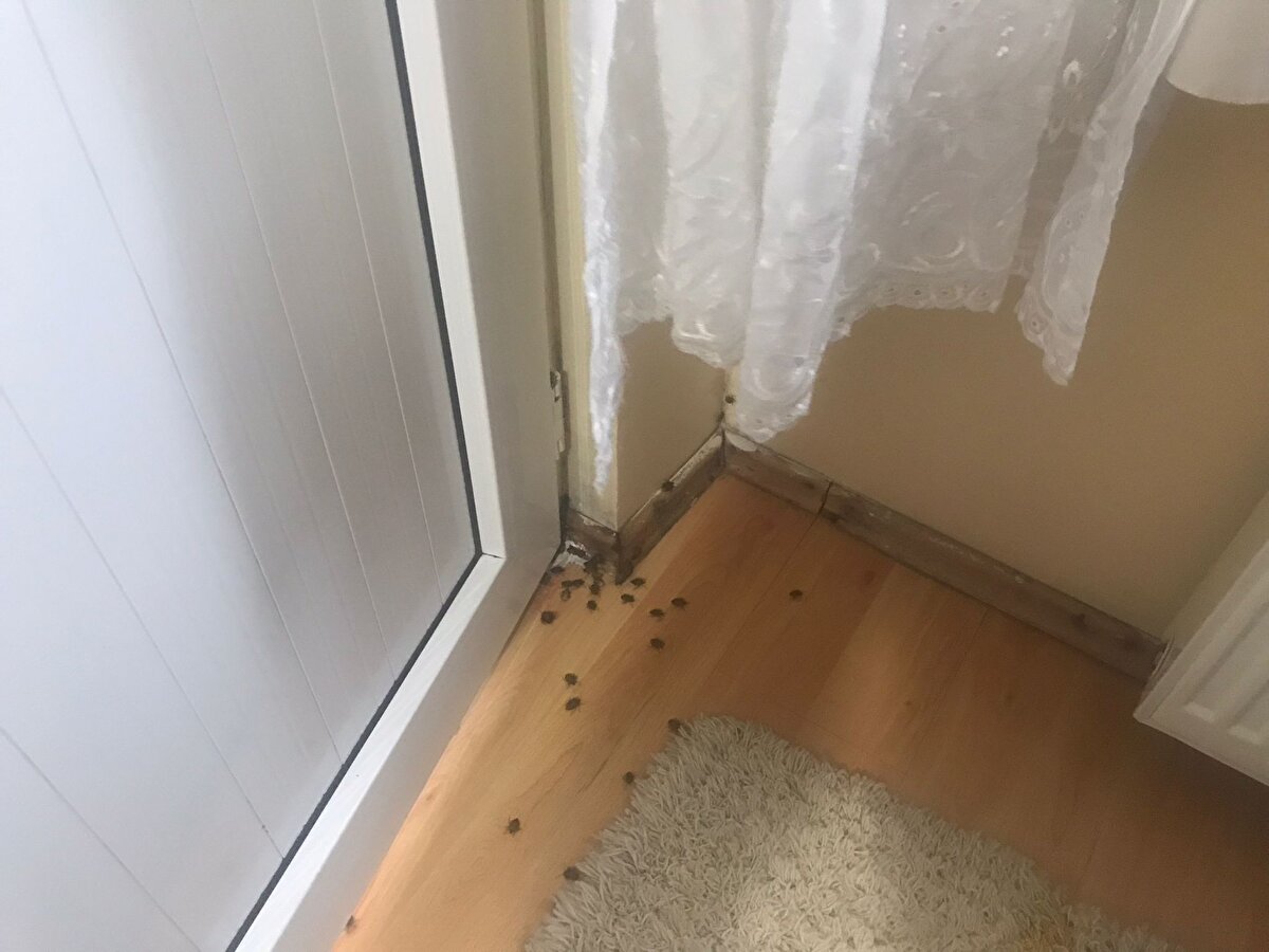 İstanbul'da bir süredir kahverengi kokarca böceği kabusu yaşanıyor. Özellikle Çekmeköy ve Sarıyer'de şikayetler arttı. Evlere giren kokarca böceği büyük rahatsızlık yaratıyor.<br>