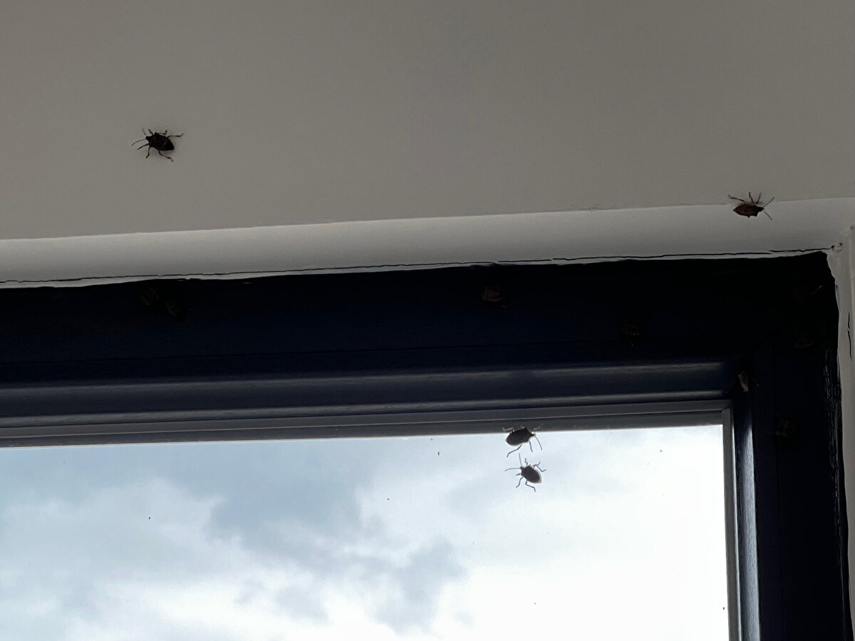 Doç. Dr. Hızal sözlerine şu şekilde devam etti:<br><br>"Bunlarla mücadele yöntemleri arasında değişik yöntemler var. Kimyasal mücadele, biyolojik mücadele ancak kimyasal mücadelenin bir dezavantajı var. Attığınız ilaç hedef türümüz olan bu tür dışında başka canlıları da öldürme durumunda olduğu için kimyasal mücadele sıkıntılı.