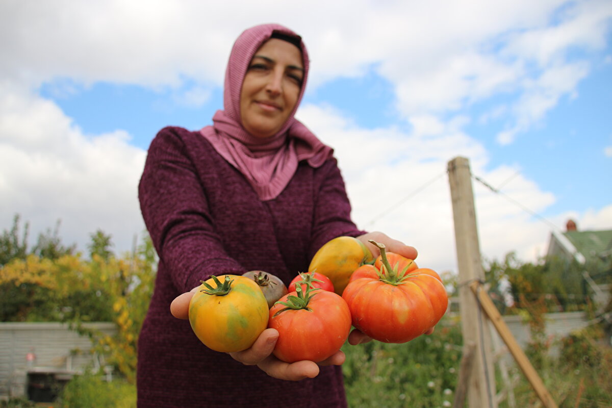 Günbaş, çiftçi bir babanın çocuğu olduğunu ve toprağa olan bağlılığını ata tohumları yetiştirerek sürdürdüğünü söyledi.<br><br>Yaklaşık 25 yıldır muhasebecilik yapan 3 çocuk annesi Günbaş, yetiştiriciliğe 6 yıl önce, satın aldığı domatesin içindeki çekirdeğin çimlendiğini görmesiyle başladığını anlattı.