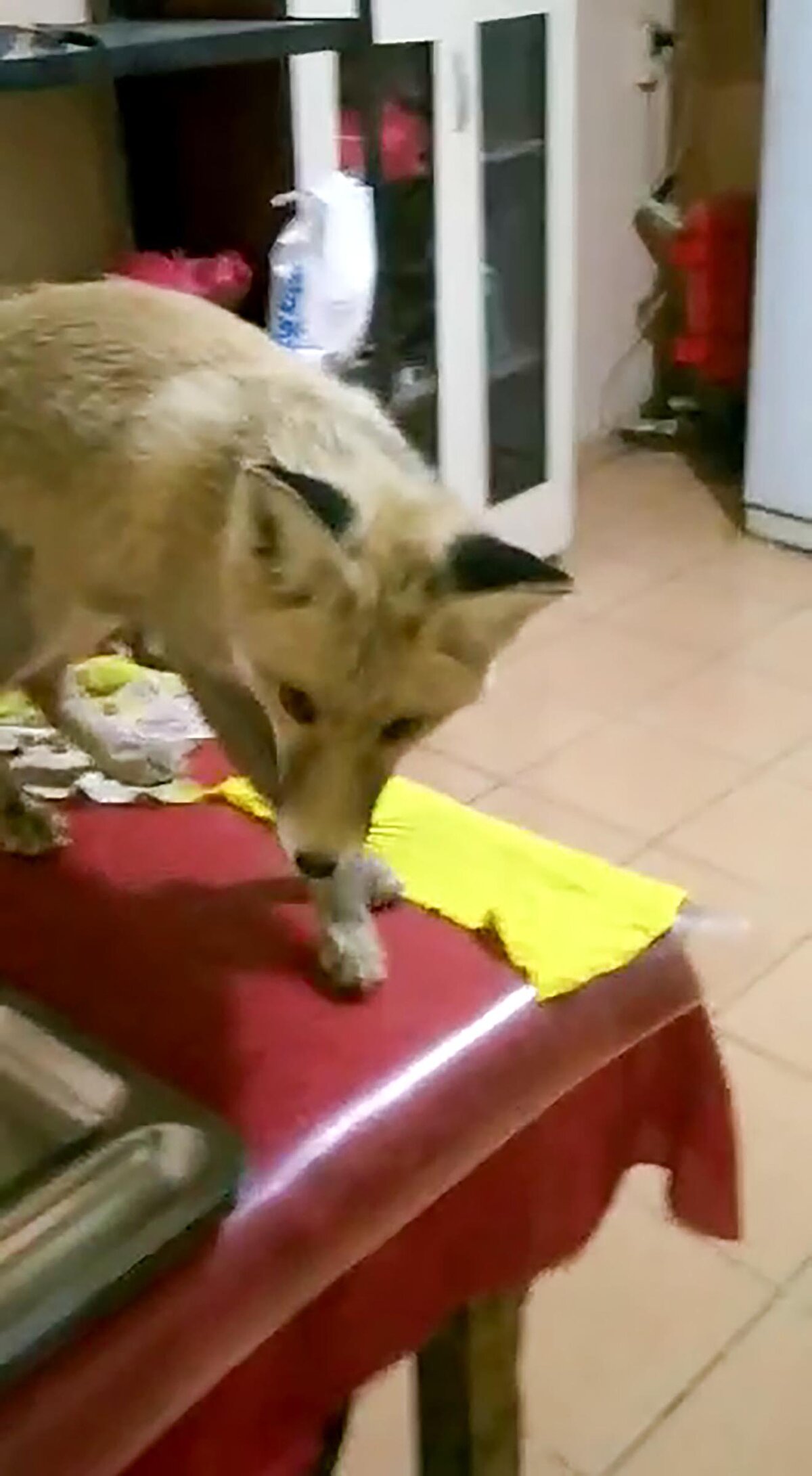 Her akşam şantiyeye gelen tilki, işçilerin ayırdığı yiyecekle besleniyor. 