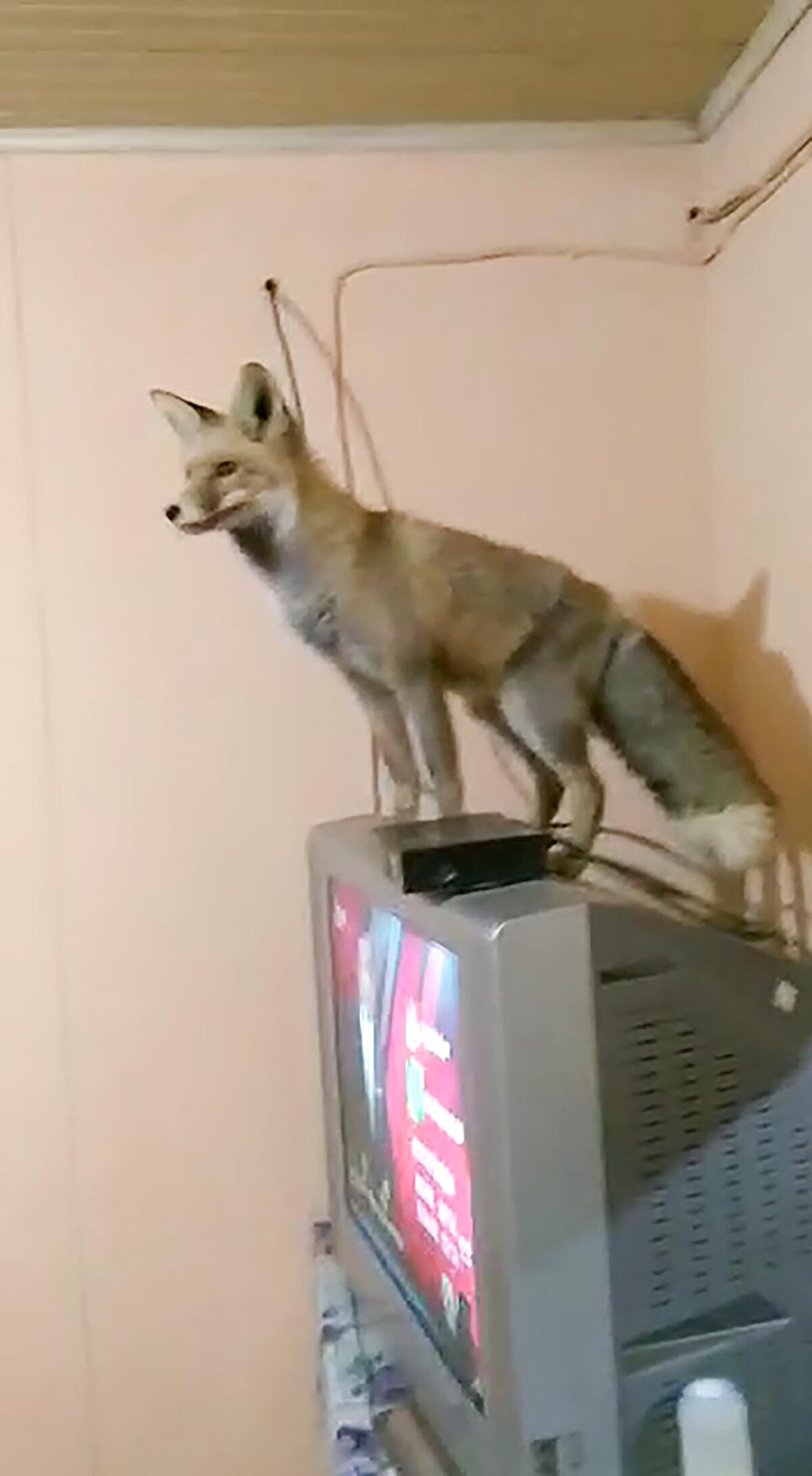 Gülpınar köyünde 6 aydır taş ocağının şantiyesine gelen tilki, işçilerin maskotu oldu. 