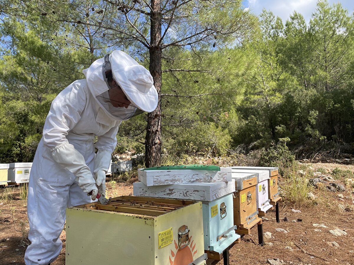 Türkiye'nin çam balı üretiminin yüzde 80'inin karşılandığı Muğla'da hasat çalışması yaptıklarını belirten Türk, "Arıcılık hassas, ince ve nazik bir iş bu nedenle kadınlar için çok uygun. Özellikle iş arayışında olan kadınlar bunu yapabilir. Özellikle bal, apiterapi ürünleri üretirse de güzel para kazanabilirler." dedi.<br>