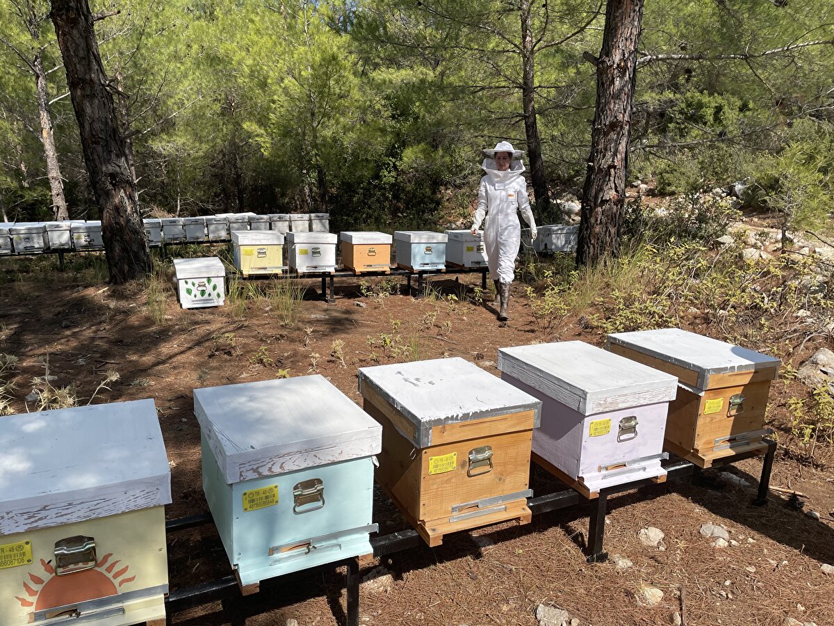 Muğla Arı Yetiştiricileri Birliği Başkanı Veli Türk, Muğla'da 6 bin ailenin geçimini arıcılıkla sağladığını bunların arasında kadınların da olduğunu söyledi.<br>