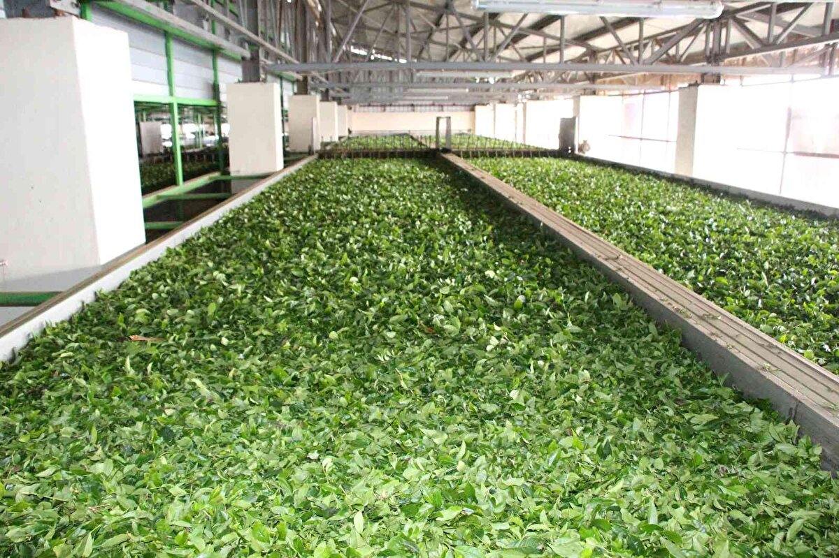 Çay sektörüne yeni ürünler kazandırmak istediklerini vurgulayan Sönmez, "Asıl mesleğim mimarlık. Şuan yüksek lisansımı yapıyorum. Aile işletmemiz olduğu için 2,5 yıldır çay fabrikamızın yönetim kurulu başkanlığını yapıyorum. Görev icabı bu işi ben devraldım. Çay işleme kapasitemizi 65 tondan 150 tona çıkarmıştık. Şimdi sallama çay, bitki çayları ve beyaz çay üretimine geçeceğiz. Diğer fabrikaların üretmediği çayları üreterek çay sektöründe yenilikler kazandırmak istiyorum. Gençliğin verdiği dinamizmle bu işe daha da güzel şeyler katacağıma inanıyorum" şeklinde konuştu.<br><br>