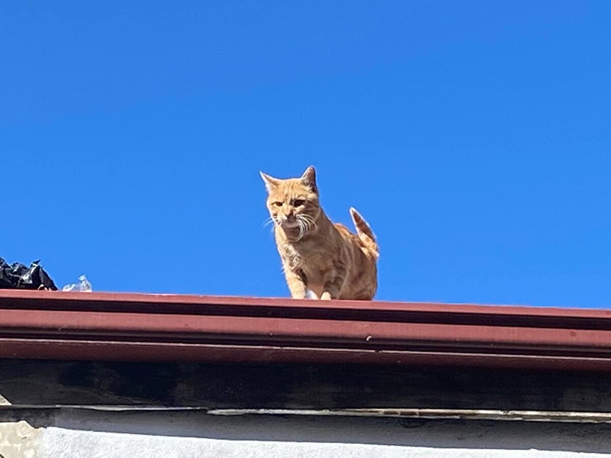 Çorum'un Sungurlu ilçesi Halıcılar Caddesi'ndeki ayakkabıcılar arastasında tek katlı binanın çatısında yaşayan bir kedi, 4 yıldır aşağı inmiyor.<br>