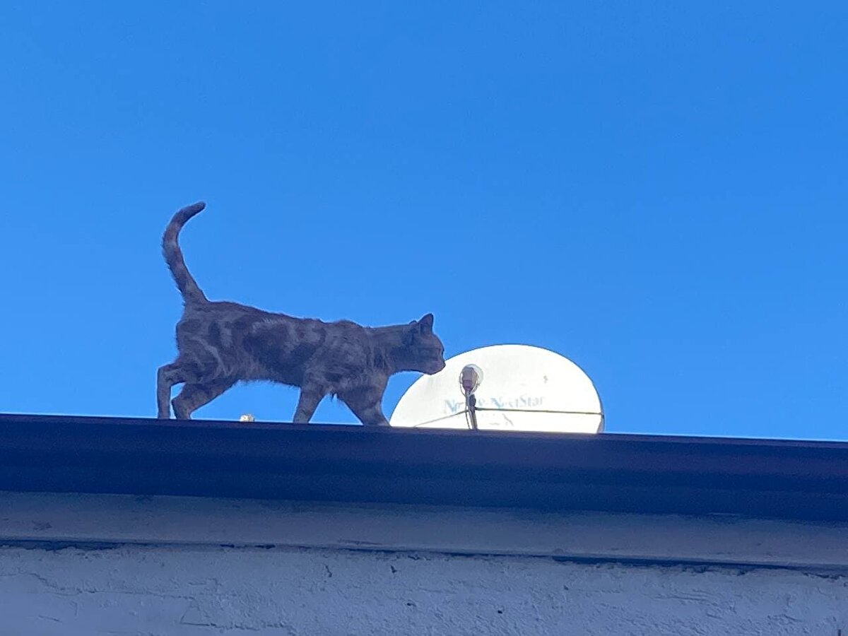 Çatıdaki kedinin beslenmesini ve yaşamını sürdürmesini sağlayan vatandaşlardan çay ocağı işletmecisi Muttalip Yavuz, “Bu kedi pandemi döneminden 2 veya 3 yıl önce karşı çatıdan buraya atladı, o gün bu gündür bunu bu çatıdan indiremiyoruz" dedi.<br><br>