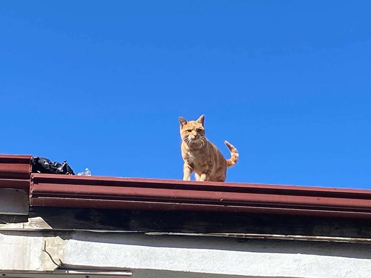 Kedi, itfaiye ekipleri ve vatandaşların 4 yıldır süren çabalarına rağmen çatıdan indirilemedi. Kediyi çatıdan indirmek için yıllardır çabalayan vatandaşlar, kedinin insanlara yaklaşmadığını ve bıraktıkları yemekleri uzaklaştıklarında yediğini söyledi.<br><br>