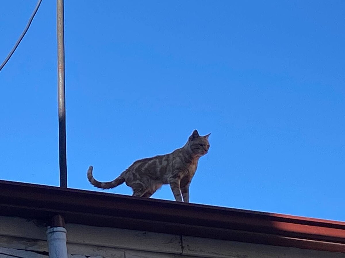 Çorum’un Sungurlu ilçesinde 4 yıldır bir binanın çatısında yaşayan ve tüm çabalara rağmen indirilemeyen kedi, ilçenin maskotu oldu. Çatıyı terk etmeyen kediyi bölgedeki esnaf besliyor.<br>