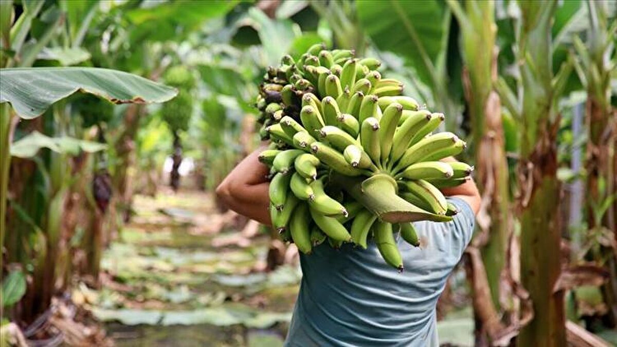 Tarımsal üretimde geleneksel metotların yanı sıra seracılıkta da önemli başarılar kazanan Manavgatlı üretici, tropikal meyve üretiminde Türkiye'de öncü olmaya başladı.<br>