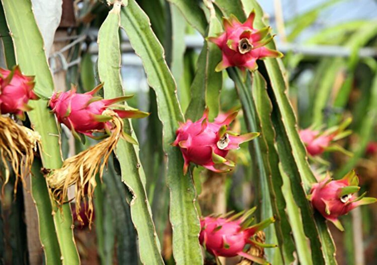 Şimşek’in babası Muhammet Şimşek ise Ejder meyvesinin Akdeniz bölgesinin her yerinde yetişebilecek türde bir bitki olduğunu, kilosunun bugünlerde 30-35 liradan satıldığını belirtti. 1,5 dönümlük serada yıllık 8-10 bin adet meyve üretildiğini ifade eden Şimşek, üreticinin yılda yaklaşık 150 bin lira gelir elde edilebileceğine dikkati çekti. Şimşek, ürünün birçok ülkeye ihraç edildiği için pazarlama sorunu olmadığını vurguladı.Narenciye bahçesini söküp ejder meyvesi serası kurduklarından bahseden Şimşek, şöyle konuştu: "Seranın olduğu yerde narenciye bahçemiz vardı. Bir kısmını söktük. Gelecek yıl, bu meyvenin geliri daha iyi olduğu için 5-6 dönüm daha narenciye bahçesini sökerek ejder meyvesi yapacağız. Bu meyvenin dikiminde bakımında büyük zorluk yok. Öyle gübredir, ilaçtır kullanılmıyor.<br><br>