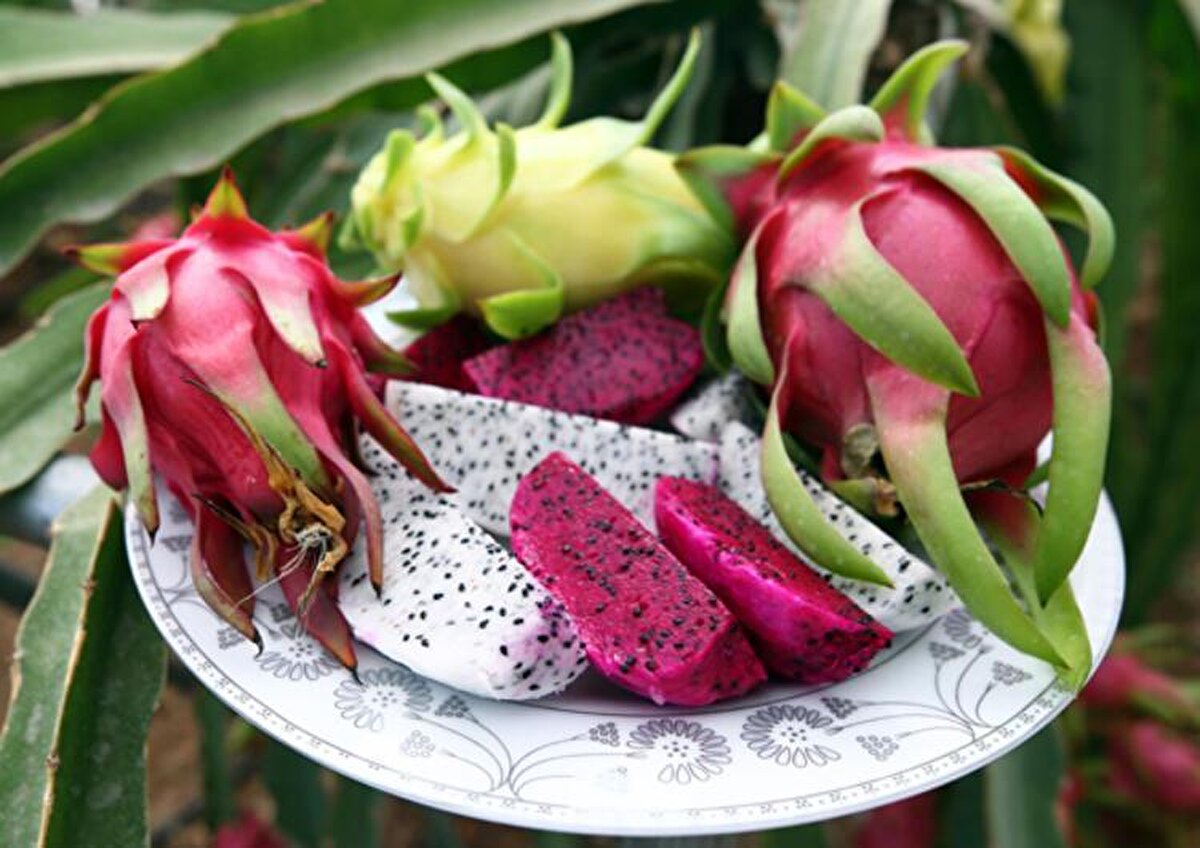 Manavgat Ticaret ve Sanayi Odası (MATSO) Başkanı Seydi Tahsin Güngör, Manavgat'ta katma değeri yüksek alternatif tarım ürünleri yetiştirilmesi konusunda çalışmalar yaptıklarını anlattı. Manavgat'ta son 5 yılda örtü altı tarımda çok ciddi artış sağlandığını vurgulayan Güngör, "Tarımı çeşitlendirmek için üreticilerimizi ve yatırımcılarımızı tropikal meyvelere yönlendiriyoruz" dedi.<br>