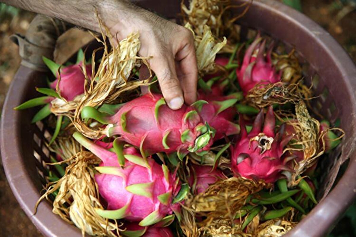 Muzun yanı sıra son bir yıl içerisinde ilçede örtü altında 'ejder meyvesi' olarak bilinen pitaya meyvesi üreticilerden ilgi görmeye başladı. Geçen yıl başında sadece 15 dekarlık alanda üretimi yapılan ejder meyvesinin ekim alanı bir yılda bin dekarı aştı.<br>