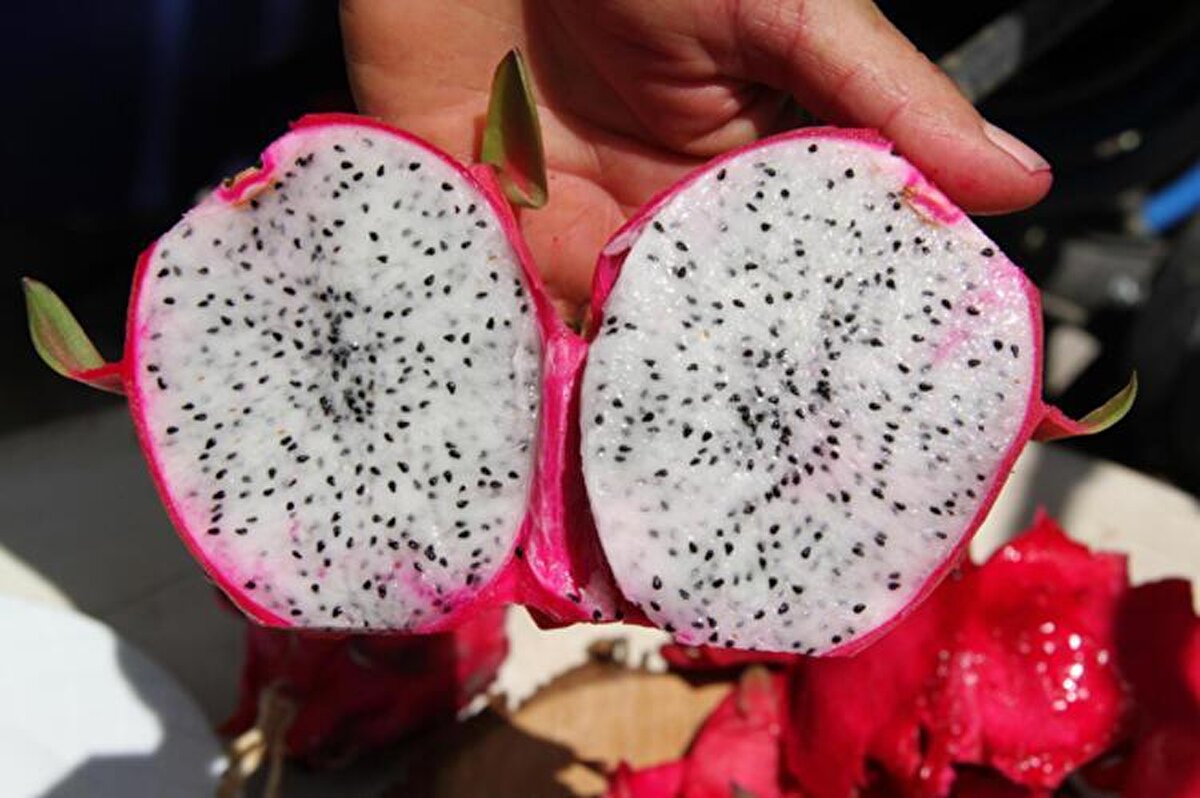 Ejder meyvesinin Rusya, Ukrayna, Irak, Katar, Rusya ve AB ülkelerine ihracat şansının yüksekliği ve kilogram fiyatının 40 lira civarında olması nedeniyle üretici ve yatırımcılardan ilgi gördü.<br>