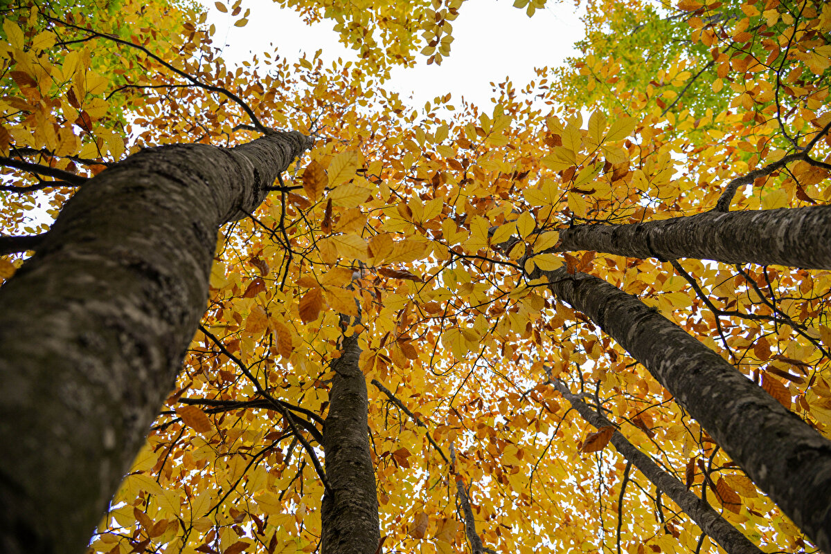Gölet, sonbaharın pastel renkleriyle ziyaretçilerine doğada eşsiz tatil imkanı sunuyor.<br><br>