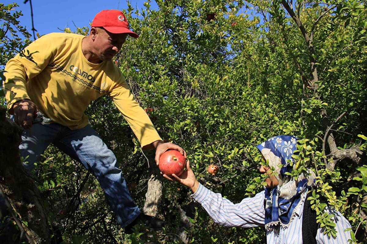 Bahçelerden tek tek toplanan narların büyük bir bölümü sofralık olarak satılıyor.<br><br>