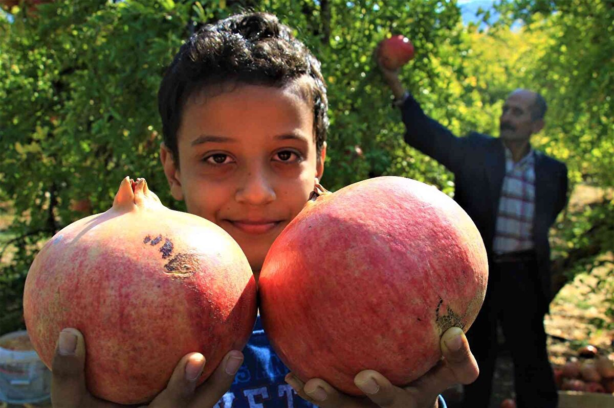 Mersin’in Silifke ilçesi Keben köyünde neredeyse her bahçede yetiştirilen keben narında hasat dönemi başladı.<br><br>
