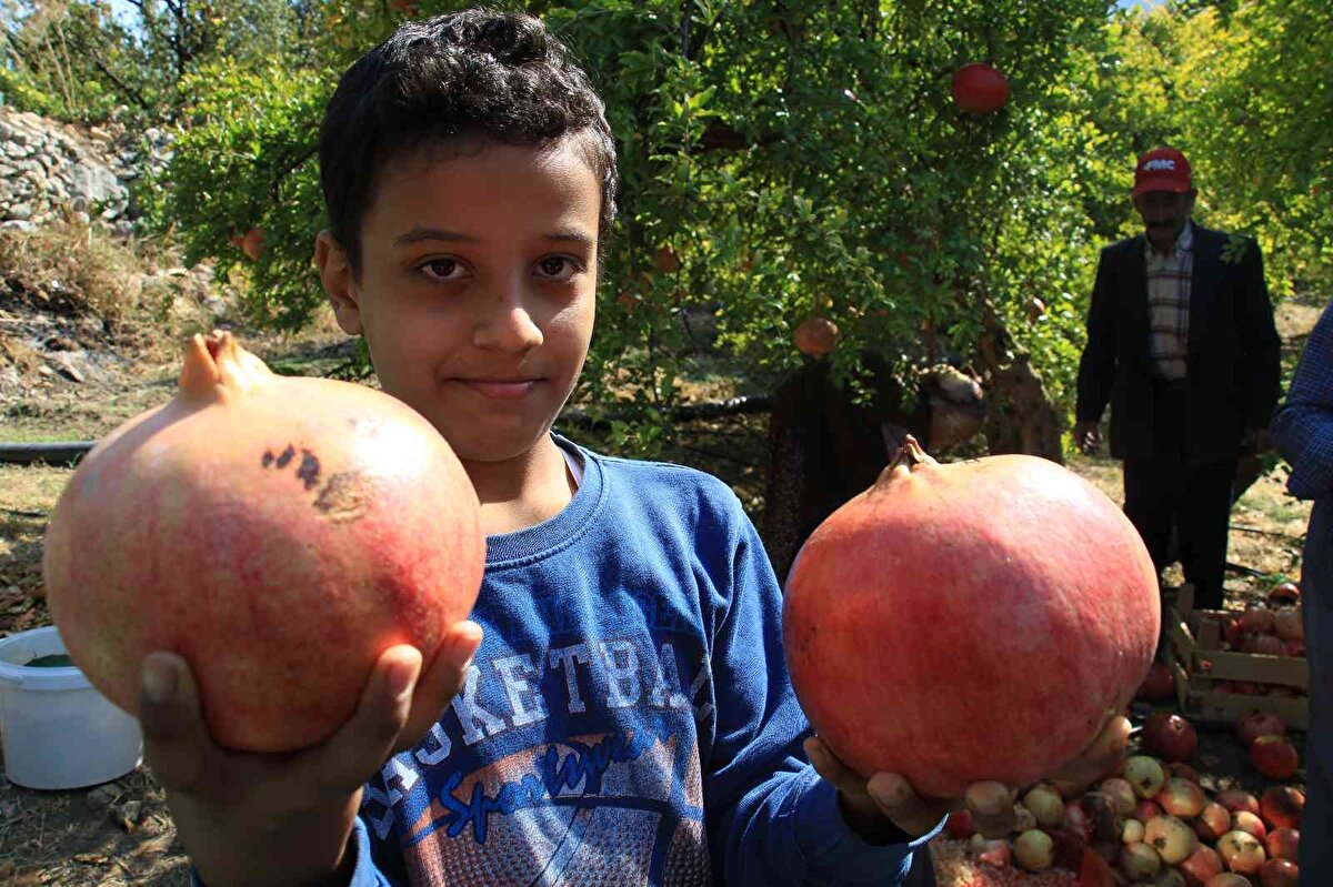 Narları görenlerin büyüklüğüne şaşırdığına dikkat çeken Yalçın, bölgedeki mikro klima ikliminin büyümelerinde etkili olduğuna dikkat çekti.<br><br>