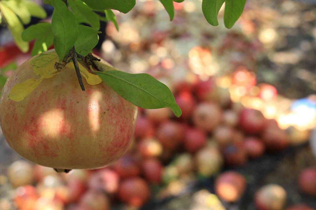 Daha çok Mersin ve Adana çevresinde bilinerek tüketildiğini aktaran Yalçın, bilenlerin hediye olarak Ankara, İstanbul ve İzmir başta olmak üzere birçok ilden sipariş verdiğini sözlerine ekledi.<br><br>