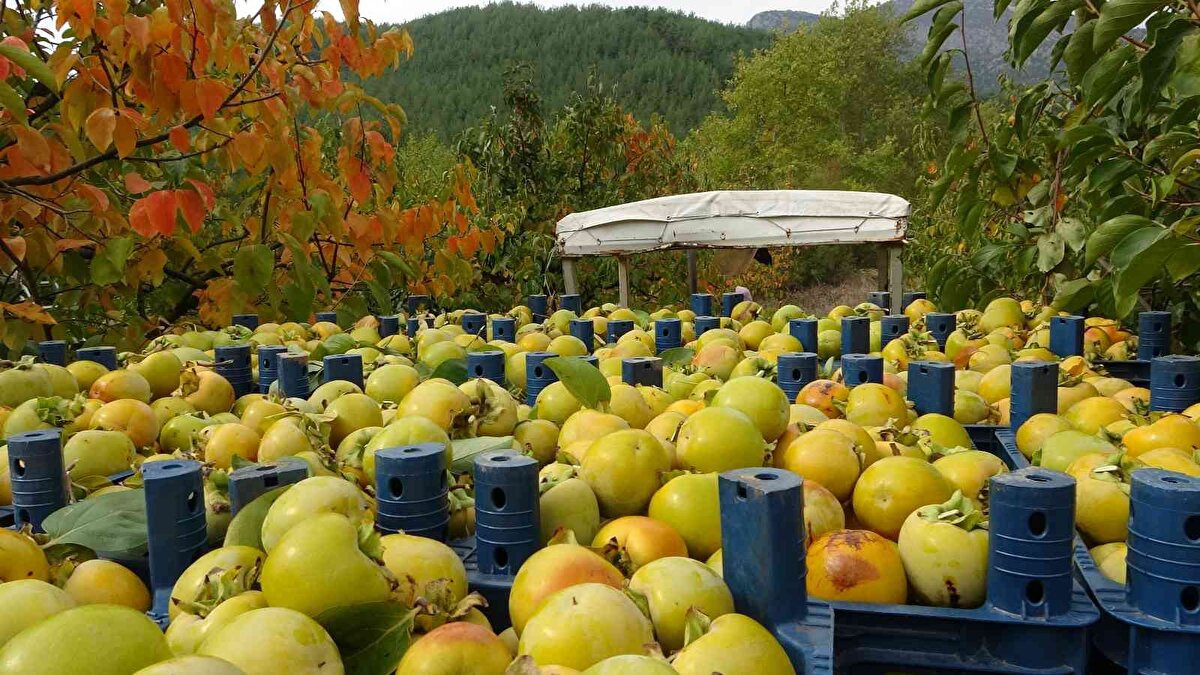 300 ton üretim hedefi ile kadınların yoğun bir mesai yaptığını kaydeden Kılıçkaya, “Her geçen yıl hurmaya ilgi artıyor. Her yer hurma bahçesi oldu. Hurma fidanları bile bulunmuyor. Boş arazi kalmıyor. Kuru hurma yeni bir sektör olmasına rağmen şu an siparişleri yetiştiremiyoruz. Sektör haline geldi ve herkes hurma kurutuyor" diye konuştu.<br><br>