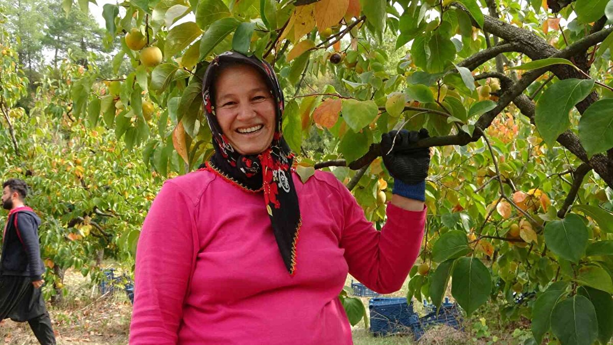 Bahçede hurma toplayan Gülseren Bağrıyanık, “Ben aslında arıcılık yapıyorum. Kışın işsiz oluyorum. Hurma ile kadınların yüzü güldü. Önceden hurma para etmiyordu şimdi çok değerli. Bize de iş çıktı. Kışın boşta kalmıyoruz” diye konuştu.<br><br>