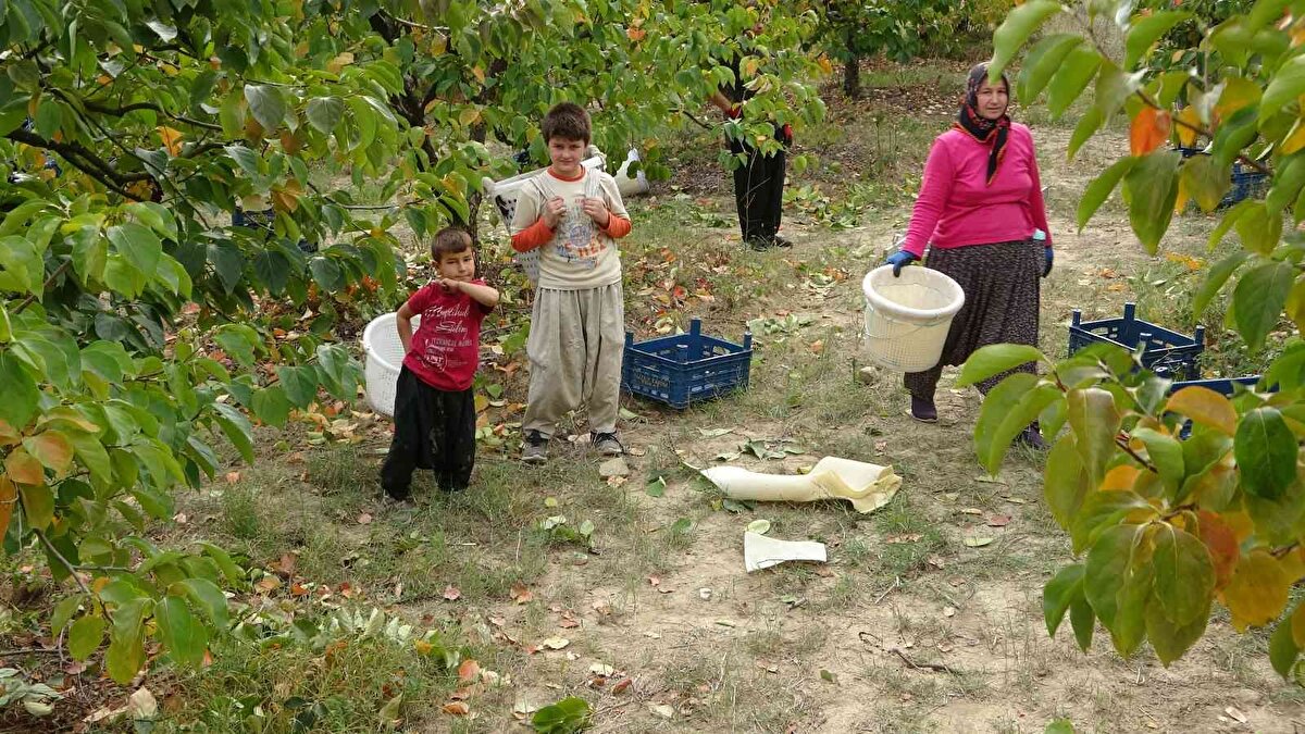 10 komşu kadın ile sipariş almaya başladığını anlatan Hamza Kılıçkaya, “Bu yıl 5. bölümü kurduk evimizin önüne ve bu sürede üreten kadınlarımızın desteği ile büyüdük markalaştık. 5 yıl önce 10 kişiydik ve toplamaya ben de gidiyordum. Şu an burada 100 kişi çalışıyor ve bahçede ayrıca toplama ekibimiz var” dedi.<br><br>