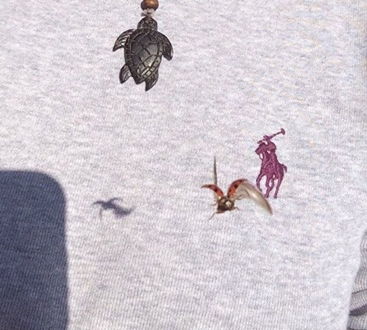 Zavallı böcek dayak yemeden hemen önce