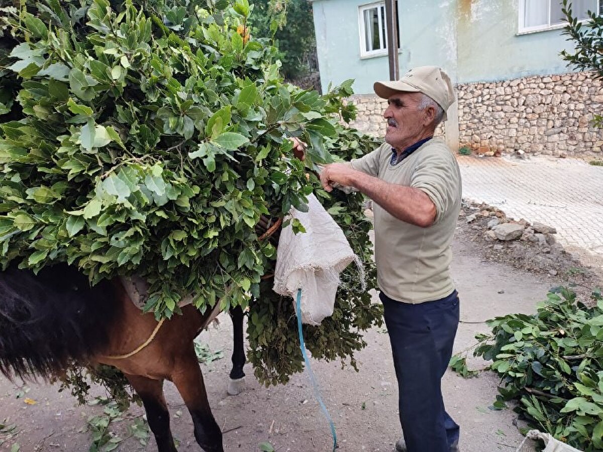 Defne ağacından yaprakları toplayan Cengiz Keser, "Biz defne ağaçlarının diplerini veya etraflarını toplayarak geçimimizi sağlıyoruz. Defne ağacının hem meyvesinden hem de yaprağından yağını elde edebiliyoruz. Ben yıllardır bu işi yapıyorum. Geçmişte bizim büyüklerimiz yapıyordu. Bizden sonra çocuklarımız yapacak" dedi.<br><br>