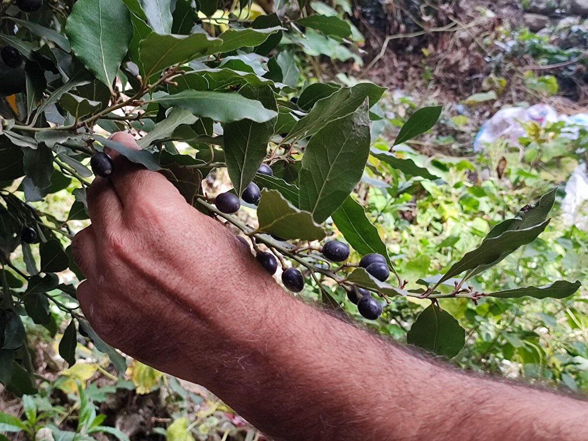 Hatay'da ormanlardan elde edilen binlerce ton defne yaprağı, ilaç ve kozmetik sanayinde kullanılmak üzere dünyanın birçok ülkesine ihraç ediliyor. Vatandaşlar, Musa dağından defne yaprağı toplayarak aile bütçelerine katkı sağlıyorlar.