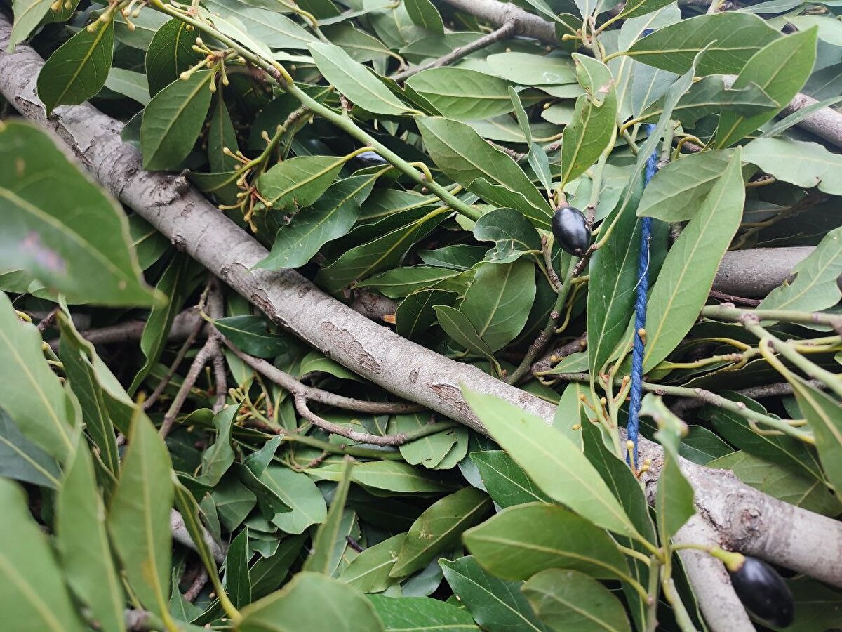 Yüksel, defne yaprağından bir çok ürün elde edildiğini belirterek, bunların başında ilaç ve kozmetik ürünler geldiğini kaydetti. Yüksel, "Biz bunları buradan aldıktan sonra fabrikaya gönderiyoruz. Orada işlemlerinden sonra tekrardan yaprak hale getirilip farklı ülkelere ihraç ediliyor" ifadelerini kullandı.<br><br>